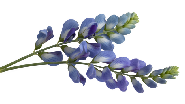 Set of Baptisia australis (blue false indigo) late spring flower spikes isolated png on a transparent background perfectly cutout