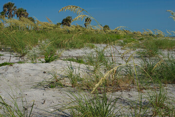 Serene Beach Landscape With Grasses Under Clear Blue Sky at St. Pete Beach, FL. Coastal scenery...