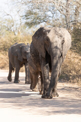 elephants in the wild