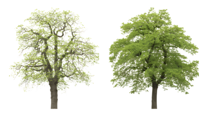 Set of Quercus robur (English oak, pedunculate oak) spring foliage frontal isolated png on a transparent background perfectly cutout high resolution