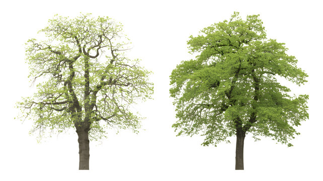 Set of Quercus robur (English oak, pedunculate oak) spring foliage frontal isolated png on a transparent background perfectly cutout high resolution