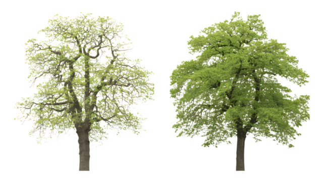 Set of Quercus robur (English oak, pedunculate oak) spring foliage frontal isolated png on a transparent background perfectly cutout high resolution