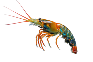 Fresh cooked shrimp showcasing vibrant colors and exquisite details under ideal lighting conditions