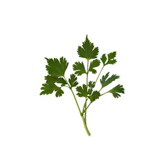 Fresh Parsley Sprig Isolated on Transparent Background
