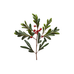 Vibrant Sprig of Holly Berries and Green Leaves, Botanical Illustration