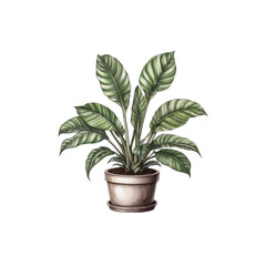 Illustrated Calathea Ornata Houseplant in a Pot