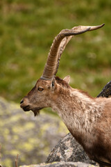 macho montes en la sierra de gredos