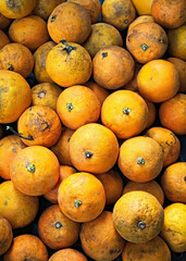 Background of fresh oranges picked from the tree. Freshly picked oranges. Vertical photography