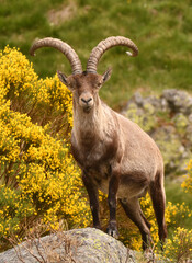 macho montes en la sierra de gredos