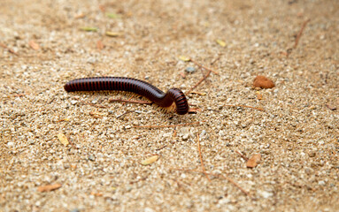 A coiled millipede on sandy ground symbolizes resilience, adaptability, and the hidden wonders of nature.
