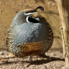 Male Californian Quail