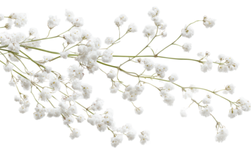 Delicate Babys Breath Gypsophila flowers arranged on a transparent background showcasing the intricate beauty of these tiny blossoms