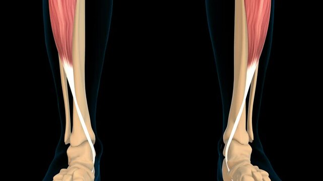 Tibialis anterior muscle anatomy for medical concept 3D rendering