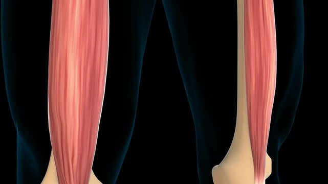Vastus intermedius muscle anatomy for medical concept 3D rendering