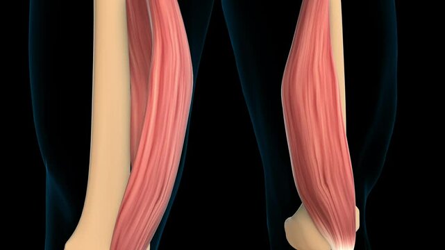 Vastus medialis muscle anatomy for medical concept 3D rendering