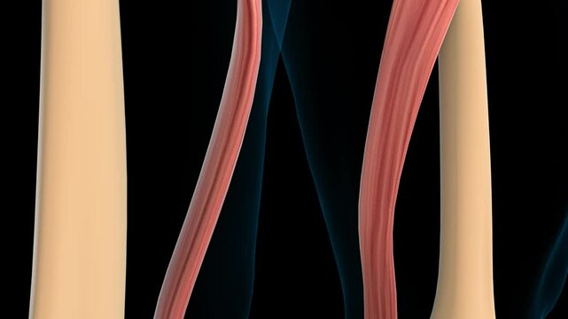 Sartorius muscle anatomy for medical concept 3D rendering