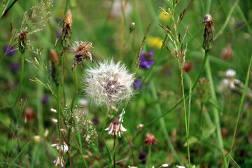  Wiesen-Bocksbart    Tragopogon pratensis