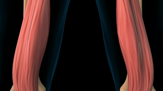 Semimembranosus muscle anatomy for medical concept 3D rendering