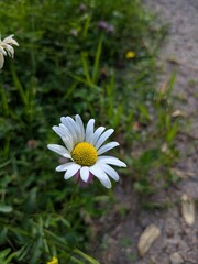 Fresh blooming chamomile flowers in a sunlit meadow, showcasing their delicate white petals and...