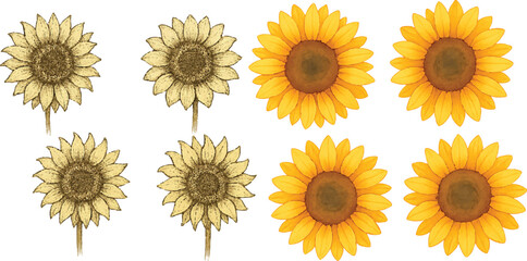 Hand-Drawn Watercolor Sunflower Illustration Set Colorful Single Bloom Floral Elements with Petals and Leaves, Isolated Transparent Background for Botanical Art, Packaging, and Decor | Generative AI