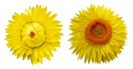 Set of two vibrant yellow strawflowers (Helichrysum), everlasting blooms, isolated image on transparent background