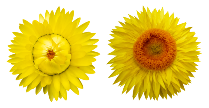 Set of two vibrant yellow strawflowers (Helichrysum), everlasting blooms, isolated image on transparent background