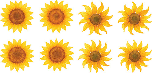 Hand-Drawn Watercolor Sunflower Illustration Set Colorful Single Bloom Floral Elements with Petals and Leaves, Isolated Transparent Background for Botanical Art, Packaging, and Decor | Generative AI