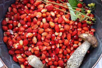 a bowl filled with fresh red wild strawberries, wild mushrooms and chamomile.