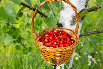 A wicker basket filled with fresh daisies, purple flowers and wild strawberries.