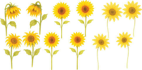Hand-Drawn Watercolor Sunflower Illustration Set Colorful Single Bloom Floral Elements with Petals and Leaves, Isolated Transparent Background for Botanical Art, Packaging, and Decor | Generative AI