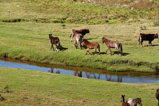 In the vast serenity of the Huaylla Bel&eacute;n valley near Luya, a group of horses grazes peacefully&mdash;framed by rolling hills, soft light, and the quiet rhythm of Andean life.