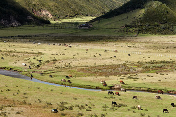 In the vast serenity of the Huaylla Bel&eacute;n valley near Luya, a group of horses grazes peacefully&mdash;framed by rolling hills, soft light, and the quiet rhythm of Andean life.
