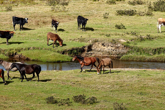 In the vast serenity of the Huaylla Bel&eacute;n valley near Luya, a group of horses grazes peacefully&mdash;framed by rolling hills, soft light, and the quiet rhythm of Andean life.