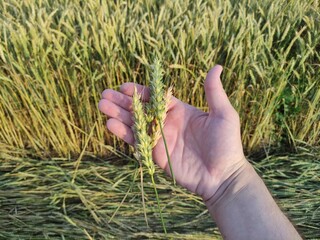 Man holds ears of wheat in his hand