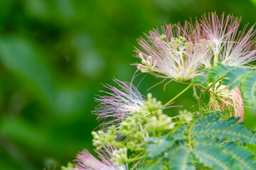 緑背景に浮かぶネムノキの繊細なピンクの花序