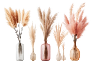 Pampas grass arrangement in pastel vases set against a transparent background for elegant home decor ideas and inspiration