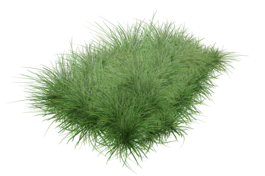 green grass isolated on white