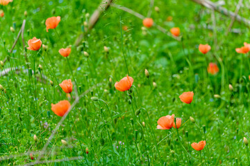 草原に揺れる鮮やかなオレンジ色のポピーのクローズアップ