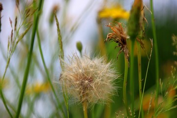  Wiesen-Bocksbart Tragopogon pratensis