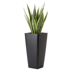 Sansevieria Plant Tall Black Planter, Cut Out