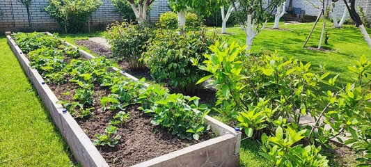 Raised garden beds with young plants in organized backyard. home gardening, sustainability and eco...