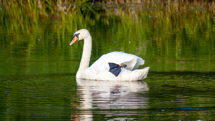 swan on the lake