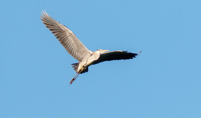 Obraz premium white stork in flight