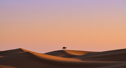 Fototapeta premium sunset in the desert