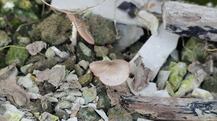 Brown mushrooms grow among the ruins of houses