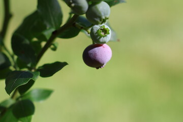 Ripening Blueberry