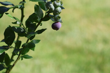 Ripening Blueberry