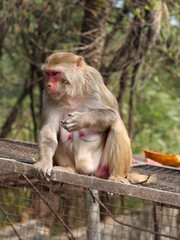 A monkey at the Monkey temple in Jaipur