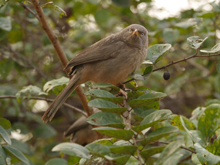 A jungle Babbler (Argya striata) in a bush in India