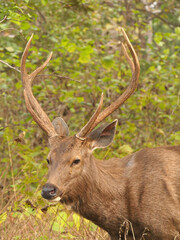 A stag deer at the Ranthambore National Park, Rajasthan, India